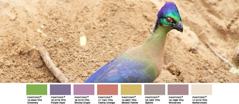 Foto: Mkhuze Game Reserve Linda DV Glanzhaubenturako exotischer Vogel Greenery Palette
