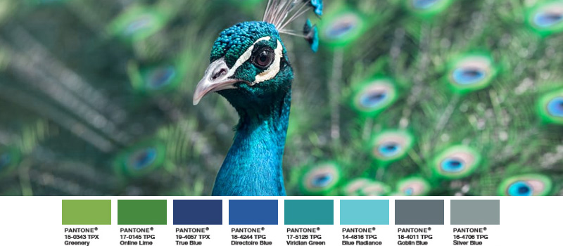 Pantone - Fathomless blauer Pfau exotischer Vogel schimmernd bunt greenery palette