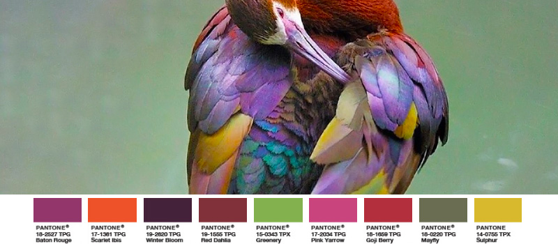 Foto: Leslie Scopes Anderson Brillensichler exotischer Vogel Greenery Palette