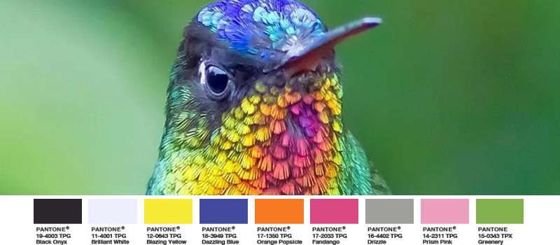 Foto: Joseph F. Pescatore Feuerkehlkolibri exotischer Vogel schimmernd bunt greenery palette