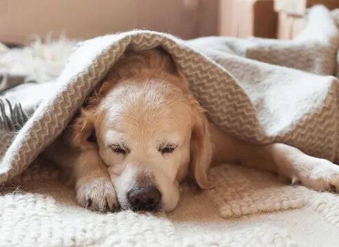 Ein Golden Retriever eingekuschelt in eine Decke