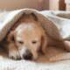 Ein Golden Retriever eingekuschelt in eine Decke