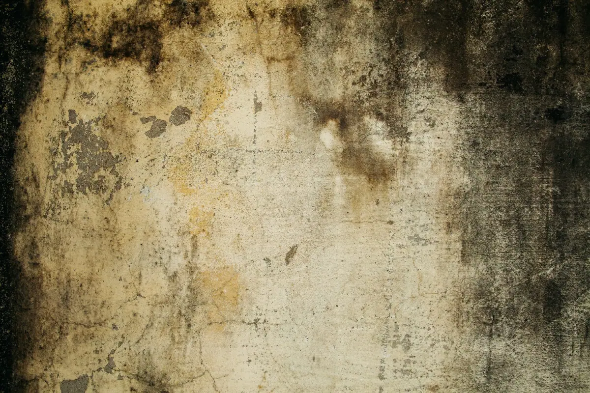 Großflächiger Schimmelbefall auf einer Wand mit sichtbaren Feuchtigkeits- und Verfärbungsspuren – typisch für schlechte Belüftung oder Wasserschäden.
